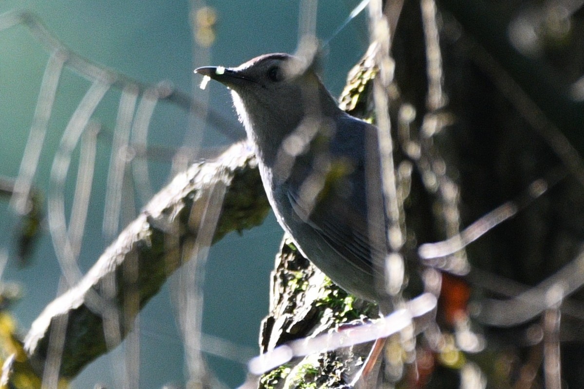 Katzenspottdrossel - ML638398665