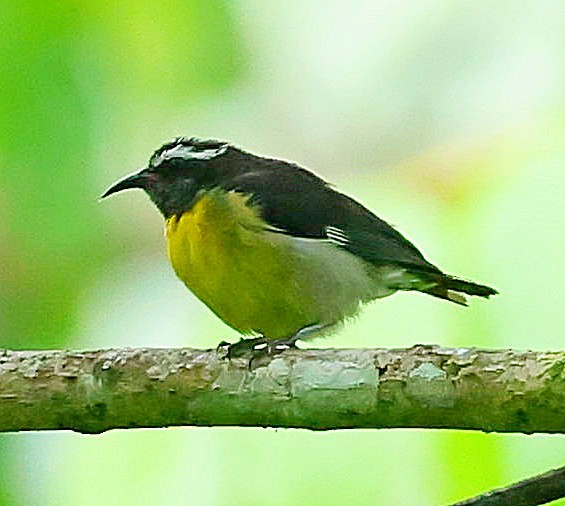 Zuckervogel - ML638398680