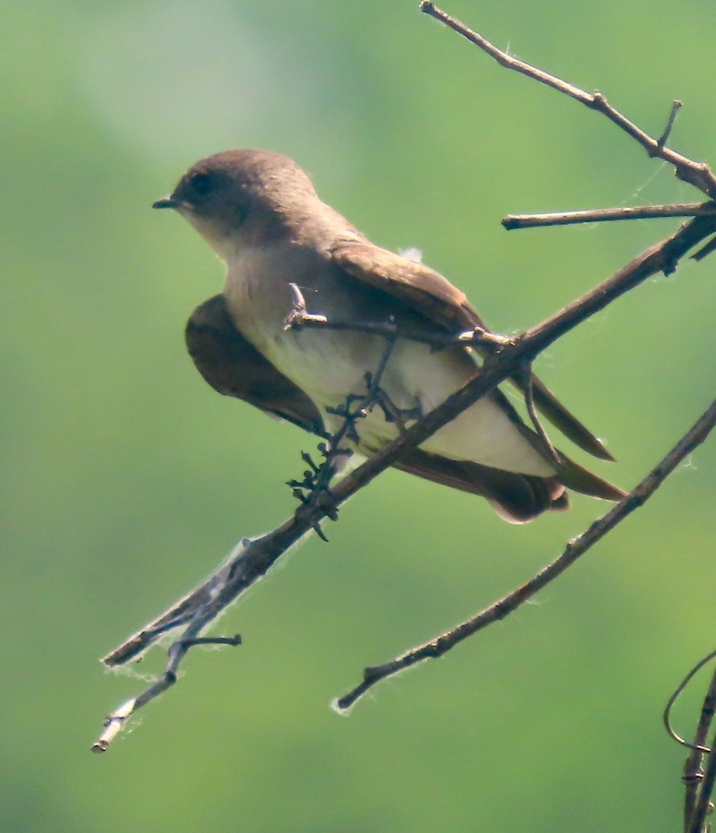 Northern Rough-winged Swallow - ML638398697