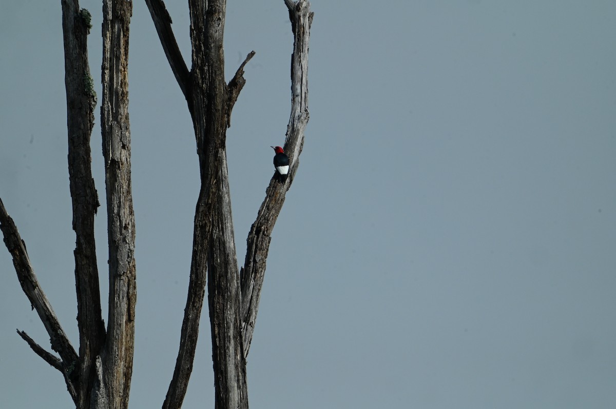 Red-headed Woodpecker - ML638398712