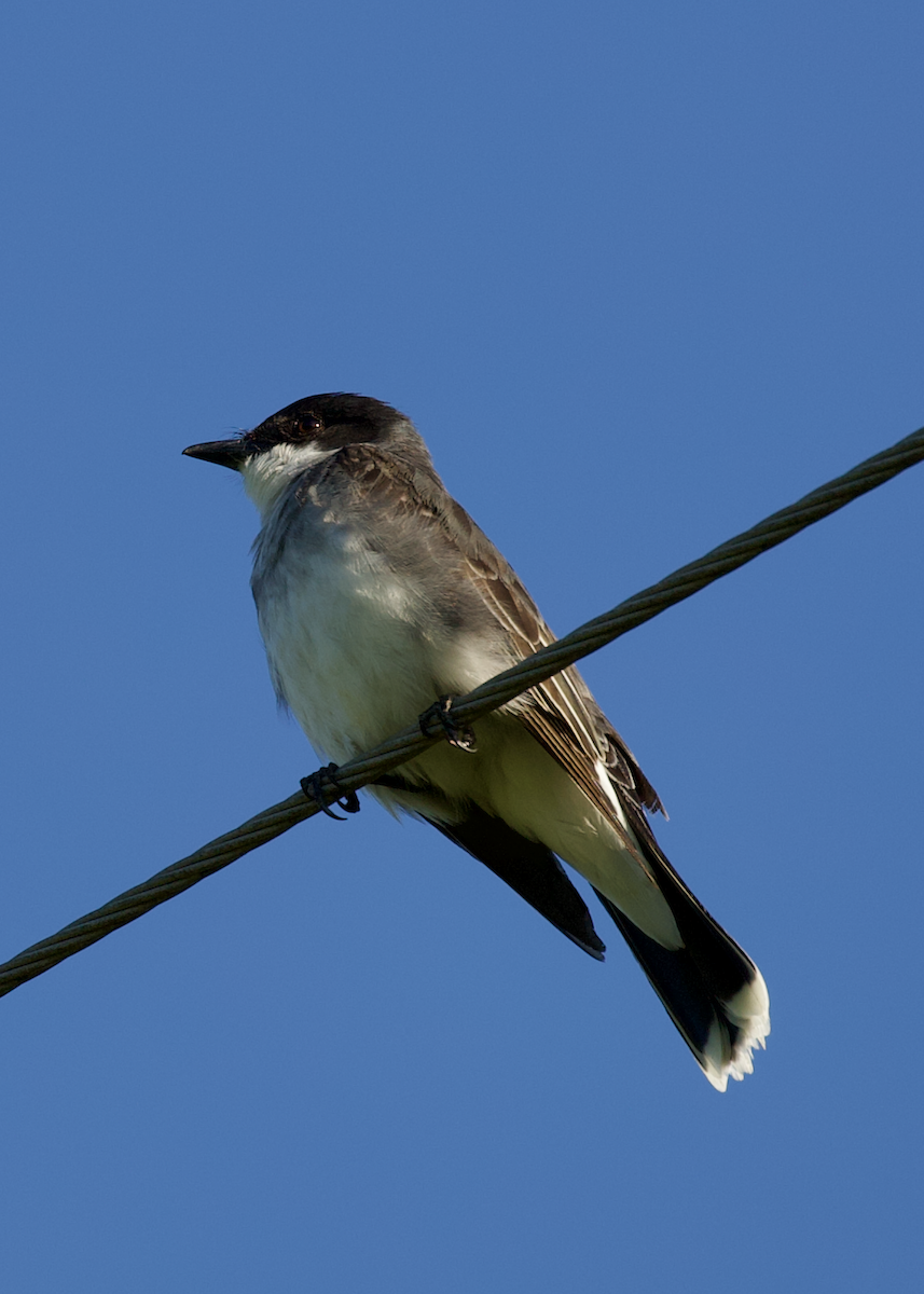 Eastern Kingbird - ML638398713