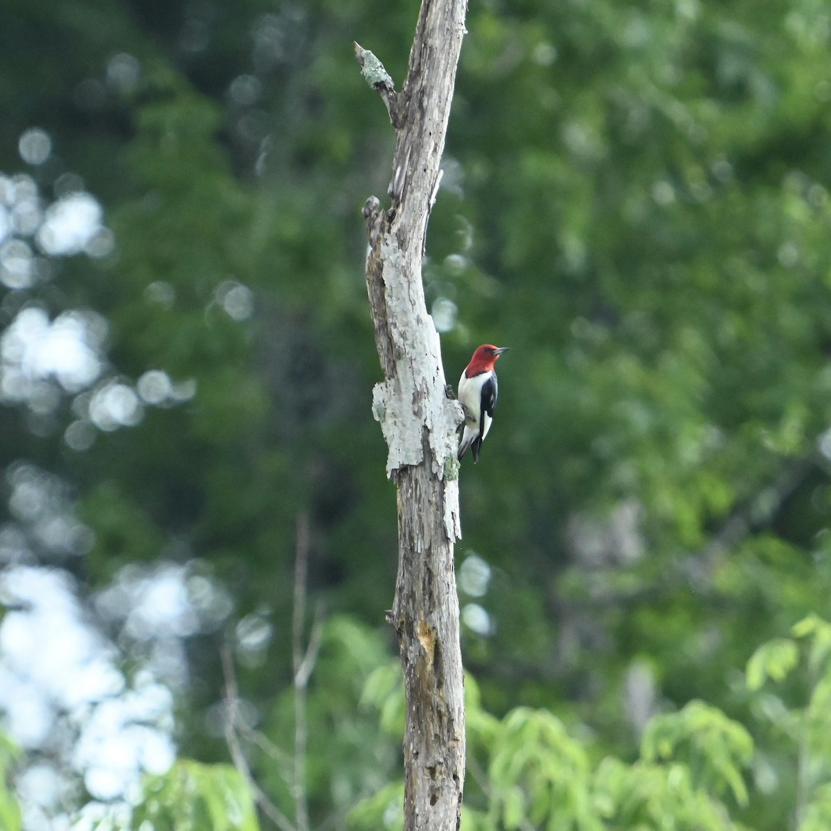 Red-headed Woodpecker - ML638398715