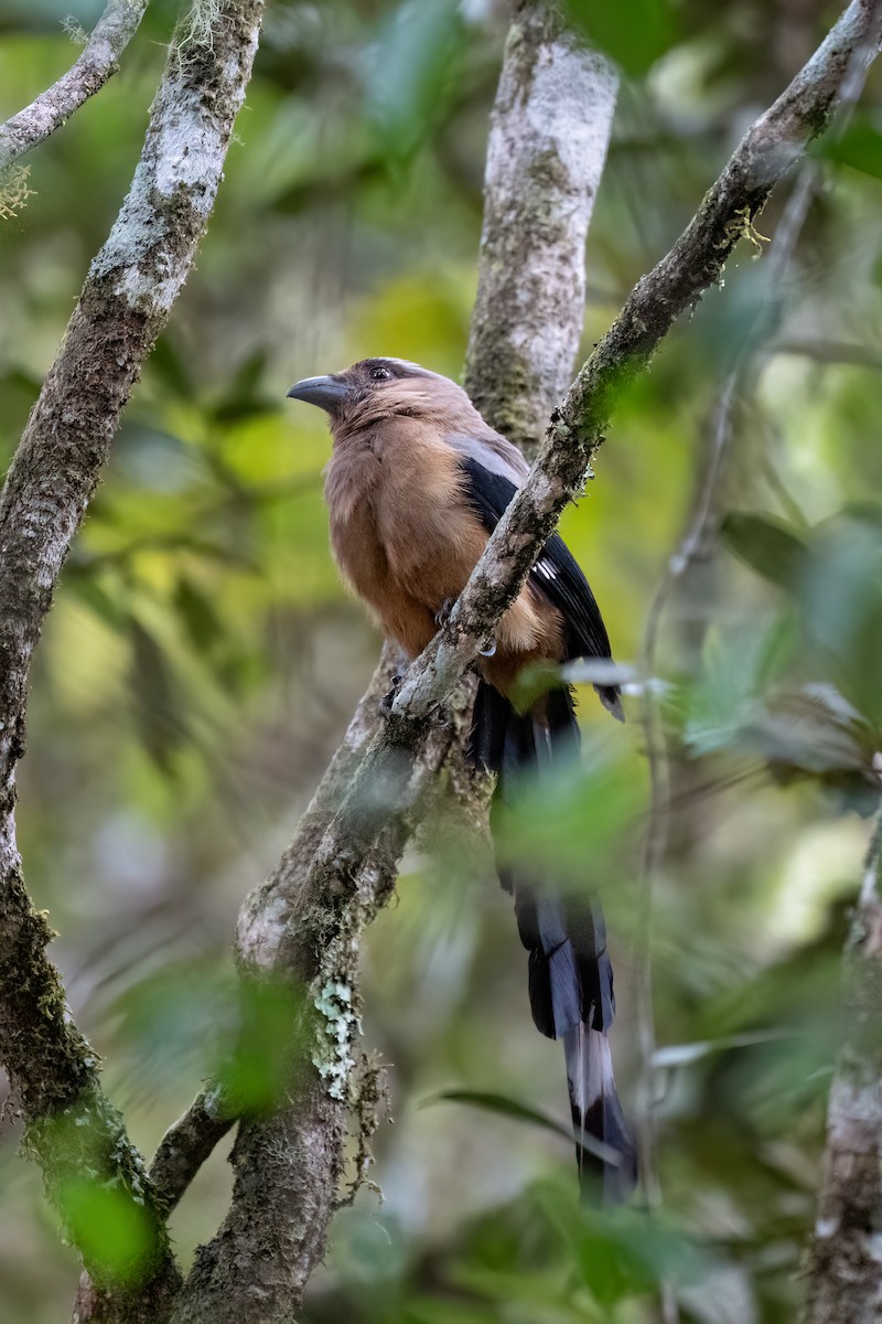 Borneo Saksağanı - ML638398799