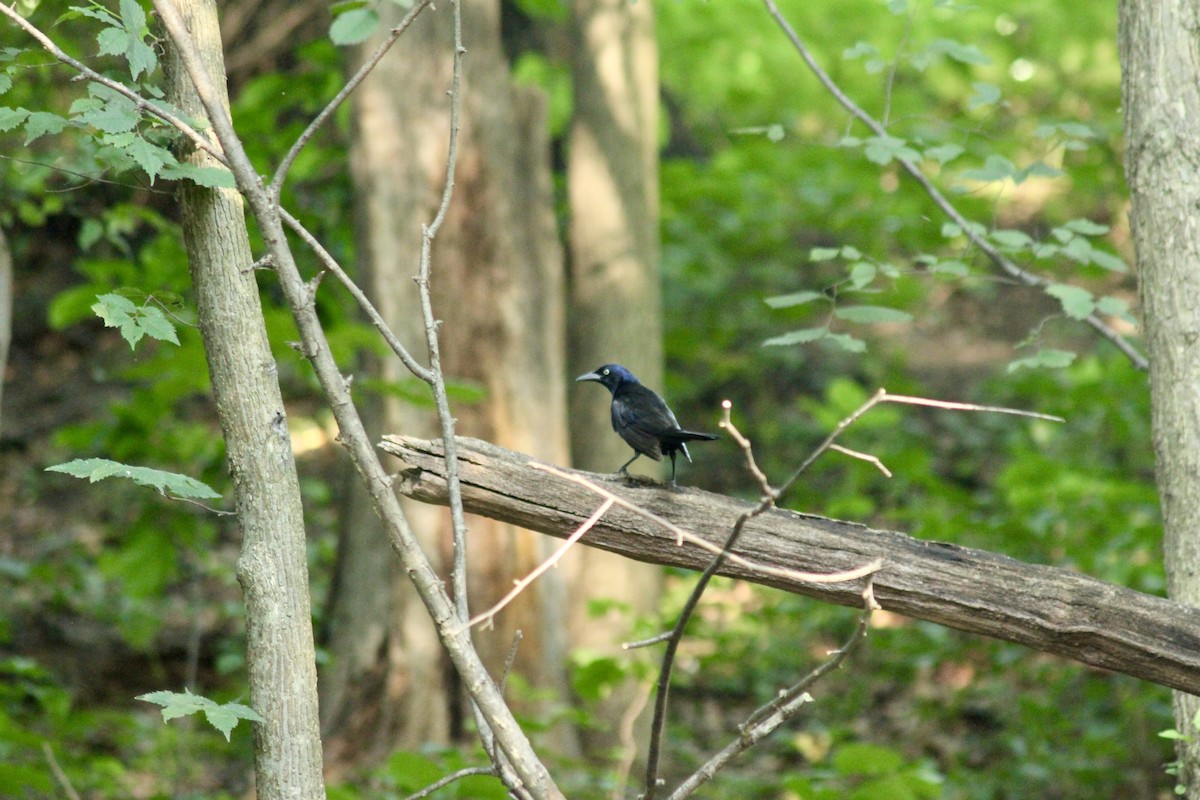 Common Grackle - ML638398816