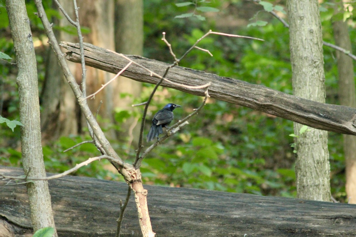 Common Grackle - ML638398820