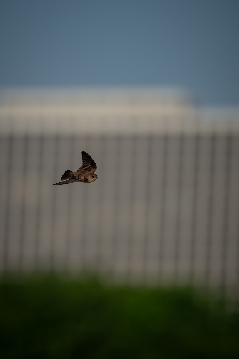 Northern Rough-winged Swallow - ML638398850