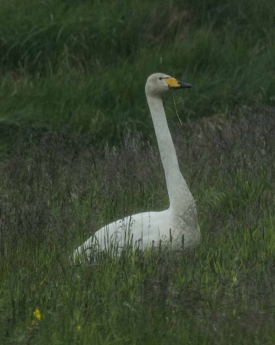Whooper Swan - ML638398886