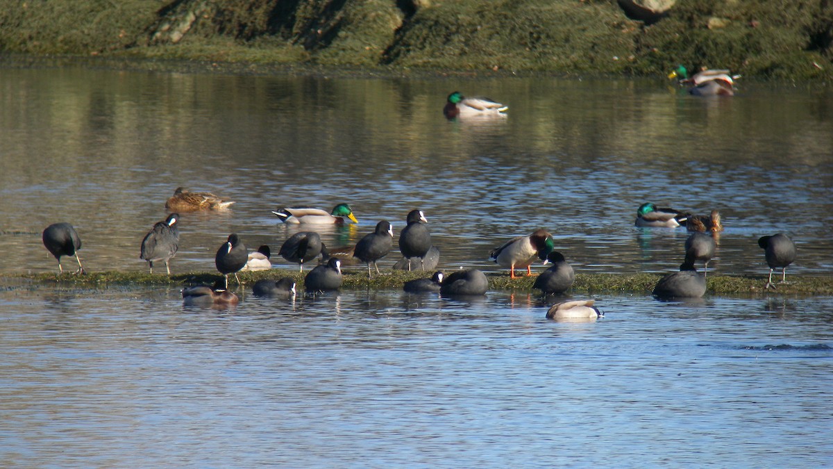 Eurasian Coot - ML638398918