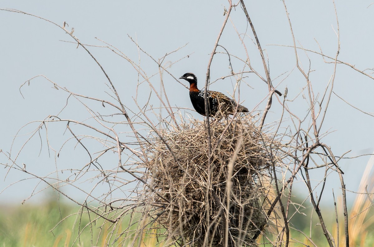 Black Francolin - ML638398921