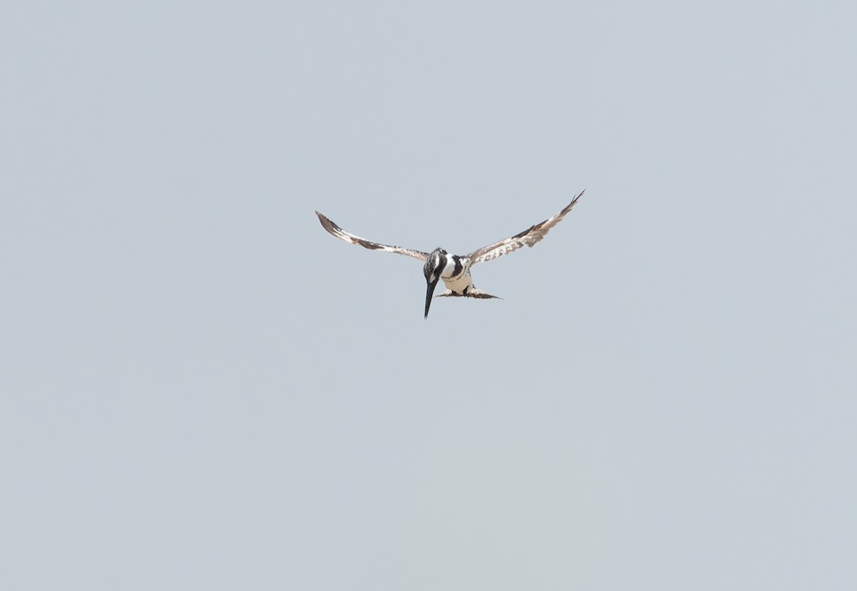 Pied Kingfisher - ML638398930