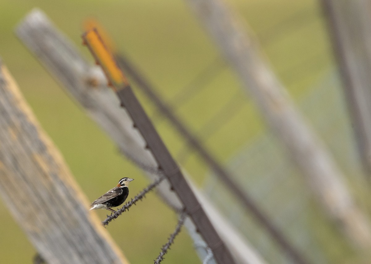 Chestnut-collared Longspur - ML638398933