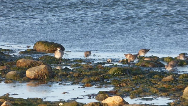 American Golden-Plover - ML638398954