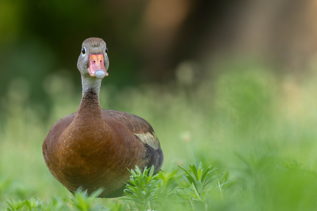 Black-bellied Whistling-Duck - ML638398990