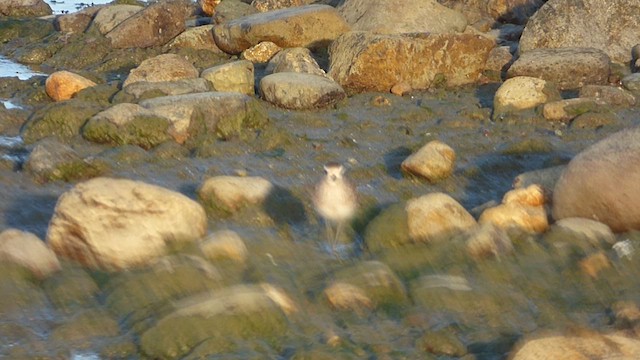 American Golden-Plover - ML638398995