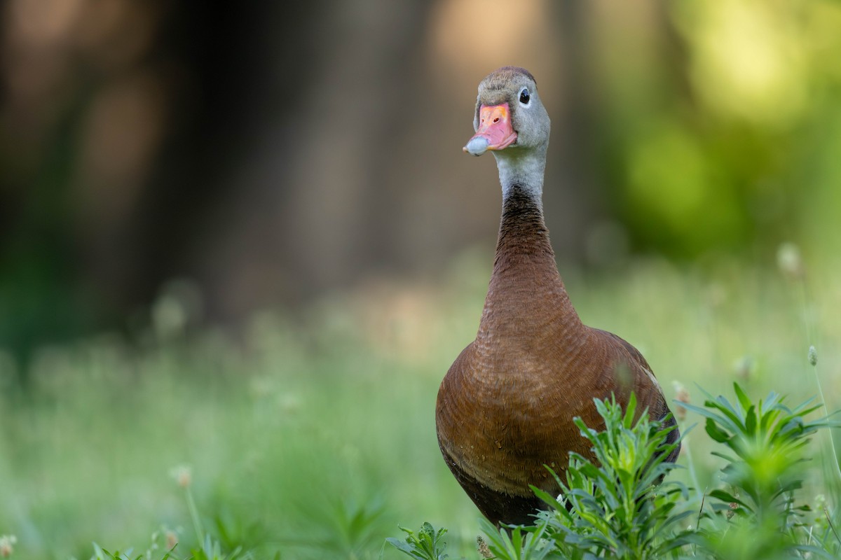 Black-bellied Whistling-Duck - ML638398996