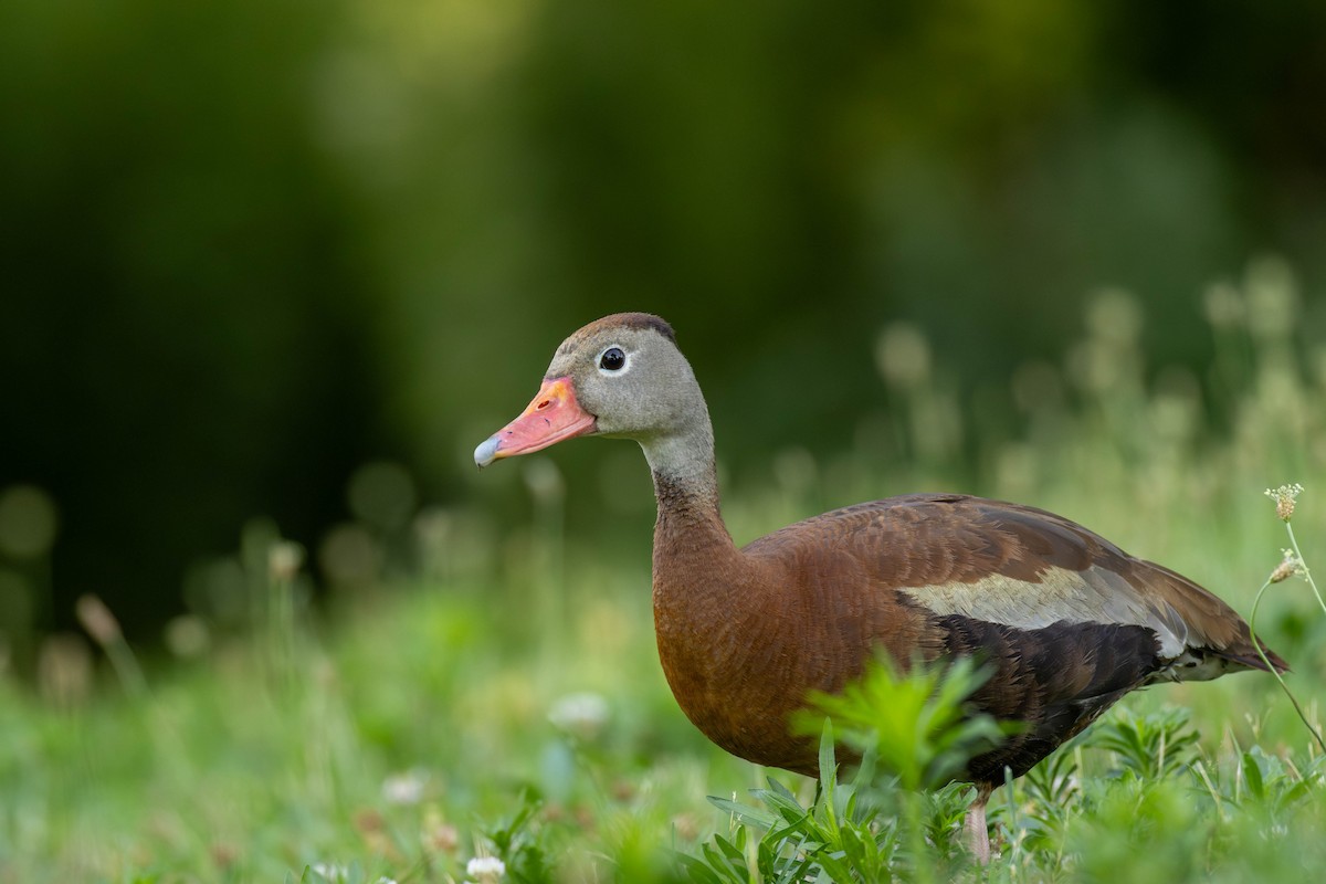 Black-bellied Whistling-Duck - ML638399001