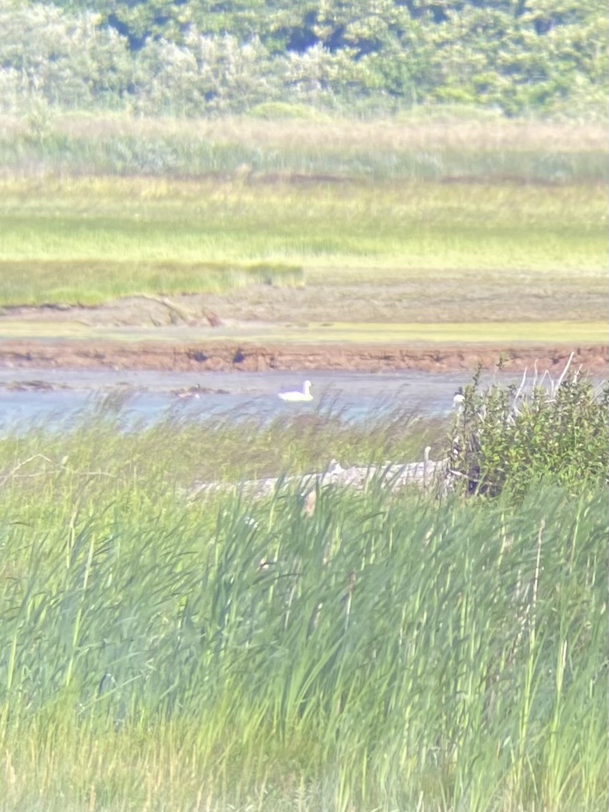 Trumpeter Swan - ML638399005