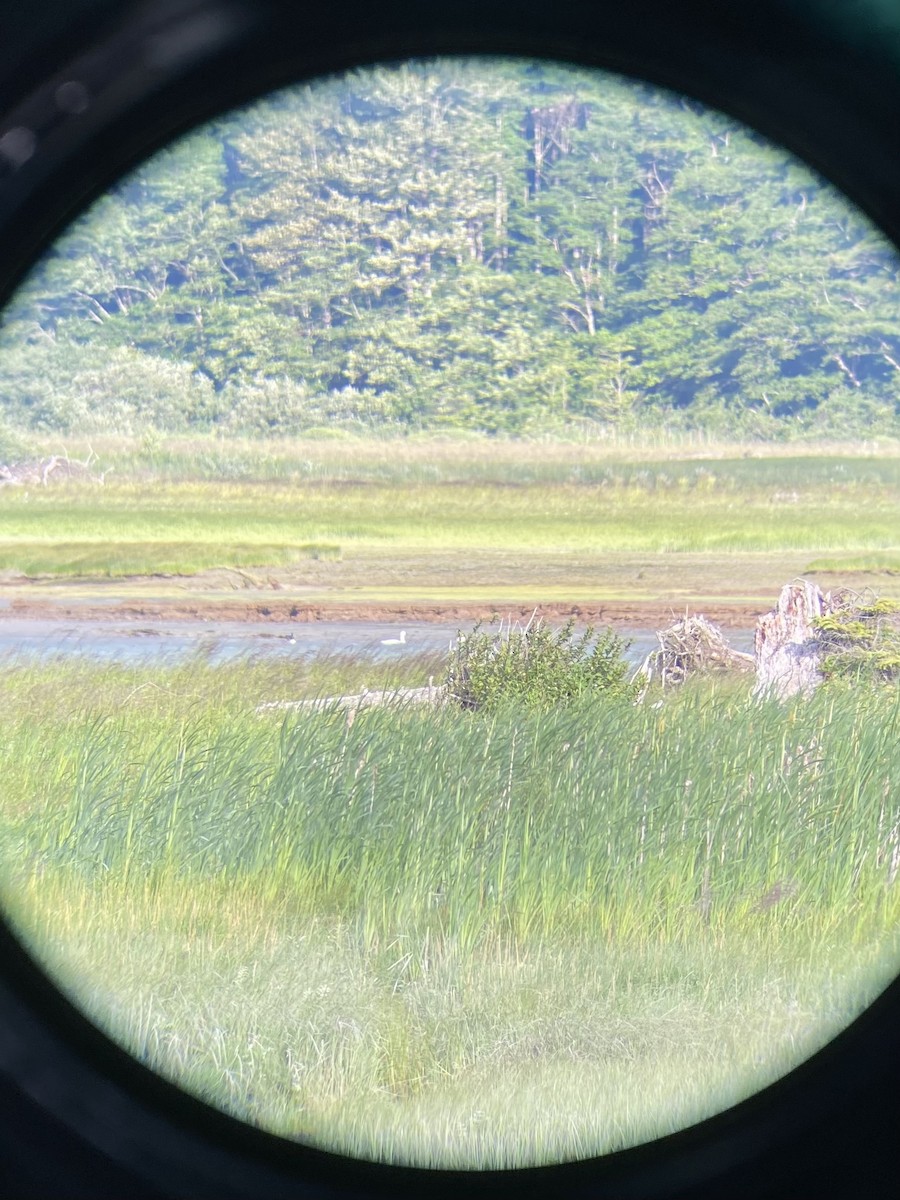 Trumpeter Swan - ML638399006
