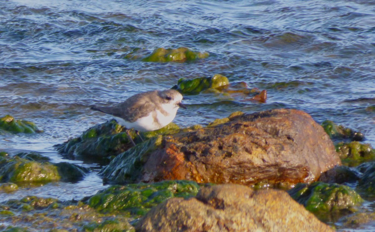Two-banded Plover - ML638399011