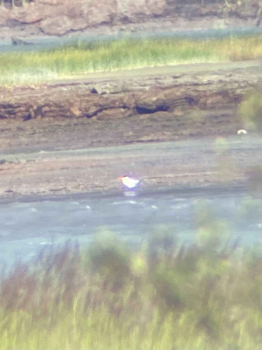 裏海燕鷗 - ML638399029