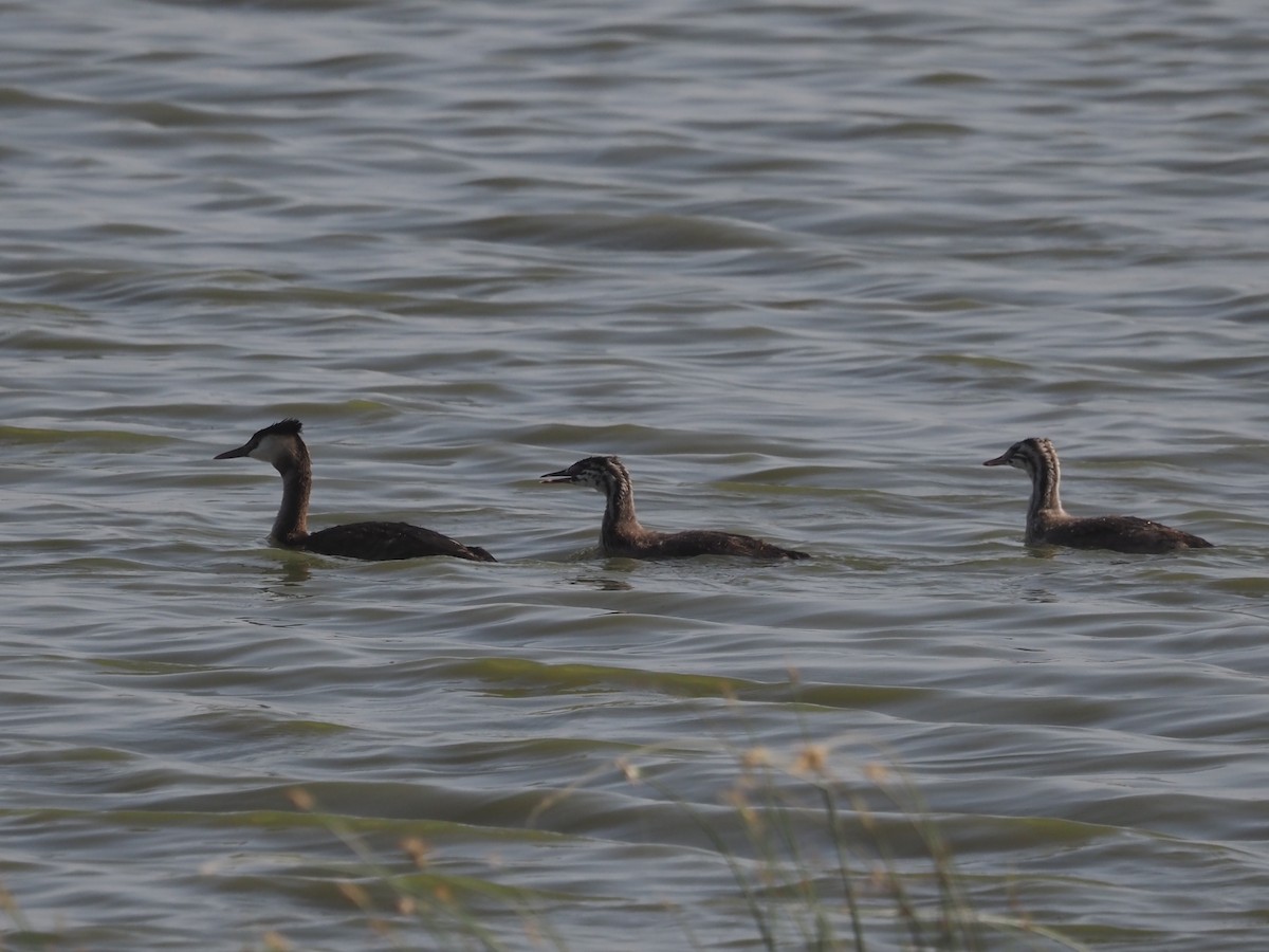 Great Crested Grebe - ML638399044