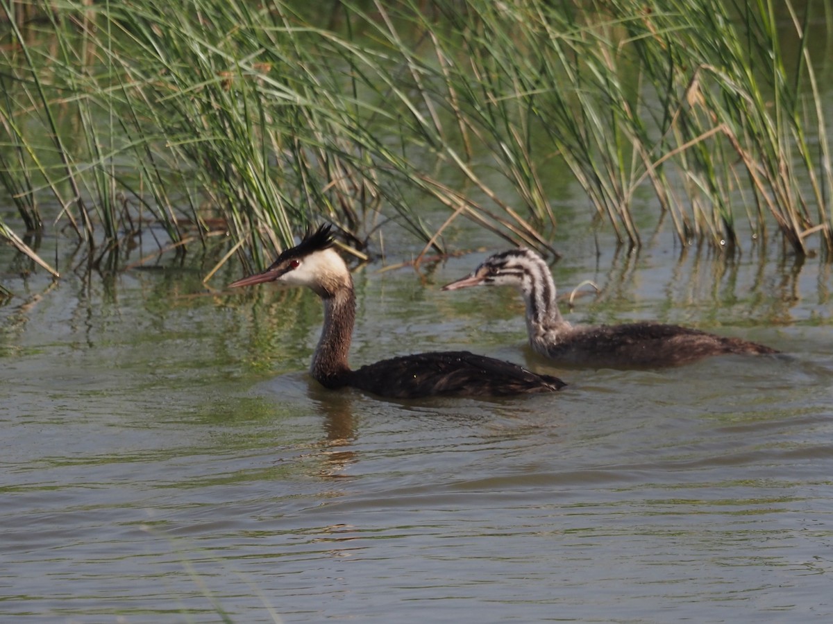 Great Crested Grebe - ML638399045