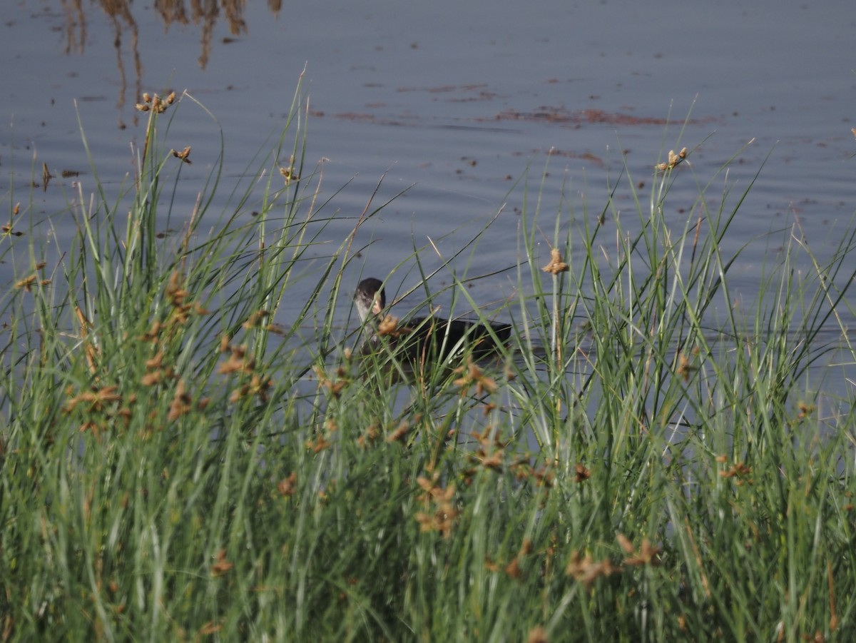 Great Crested Grebe - ML638399046