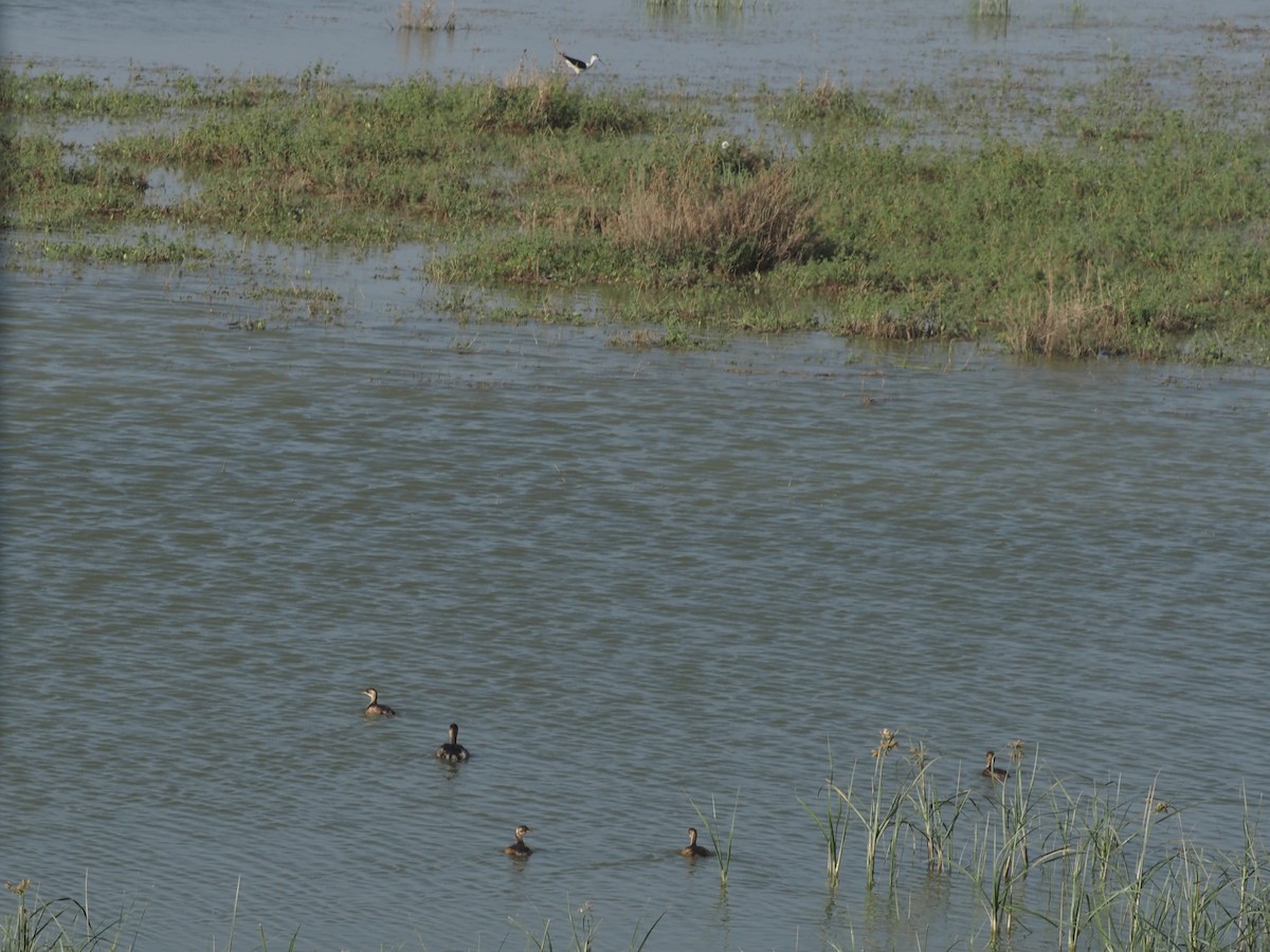 Great Crested Grebe - ML638399048