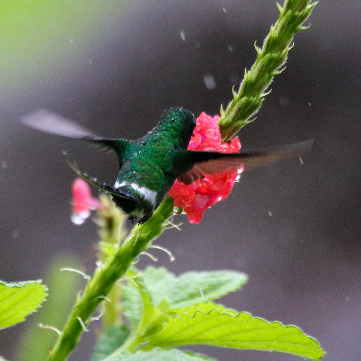Green Thorntail - ML638399060