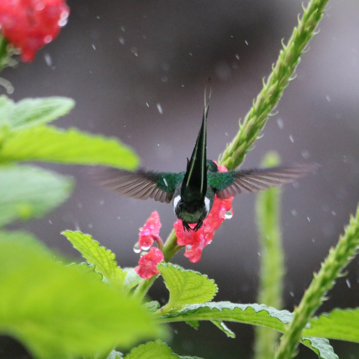 Green Thorntail - ML638399065