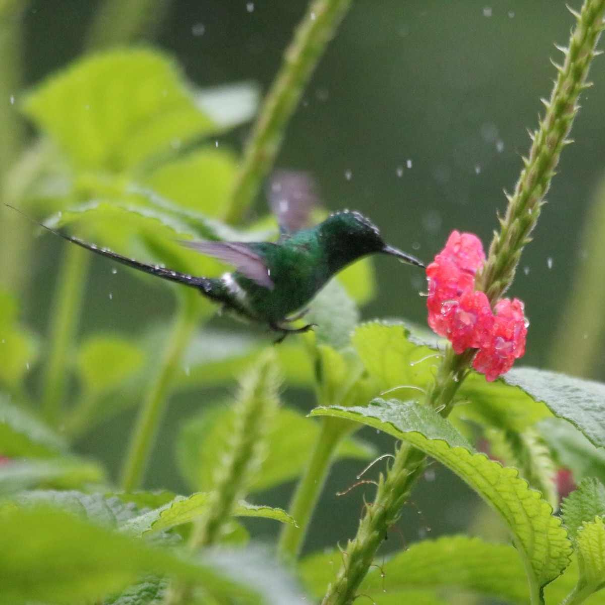 Green Thorntail - ML638399066