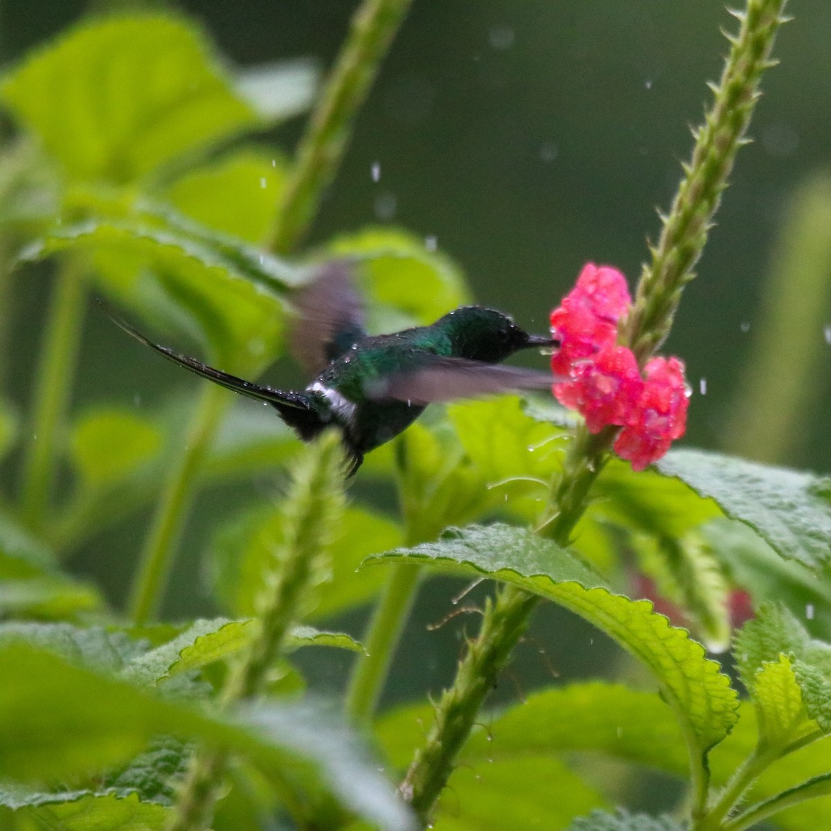 Green Thorntail - ML638399067