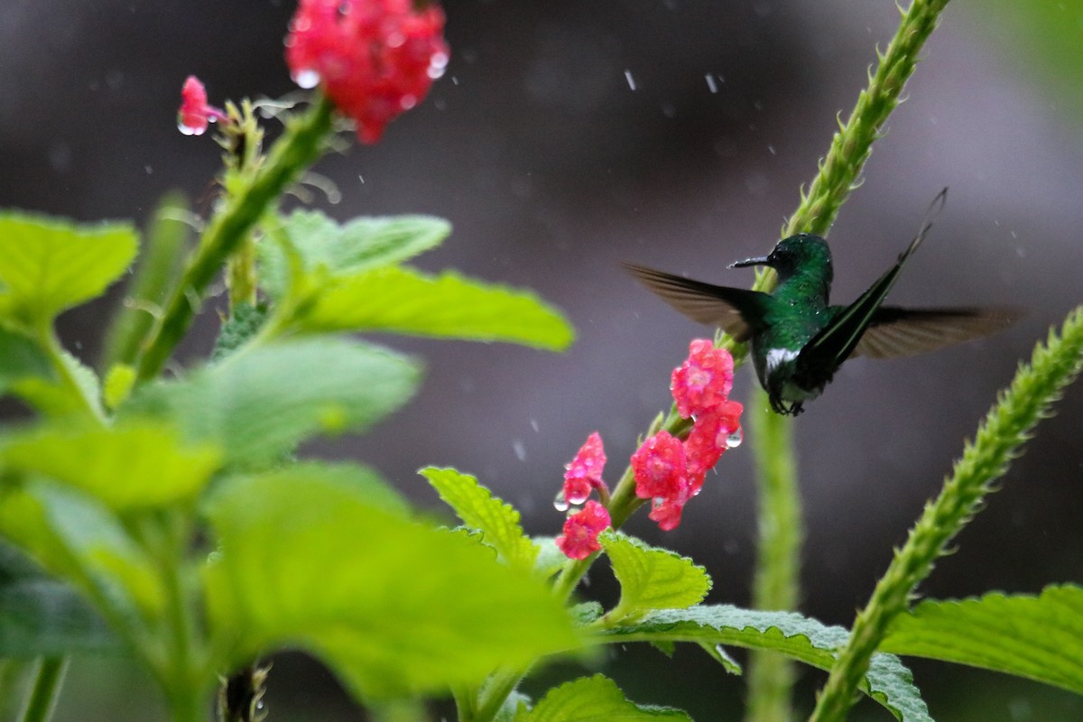 Green Thorntail - ML638399068