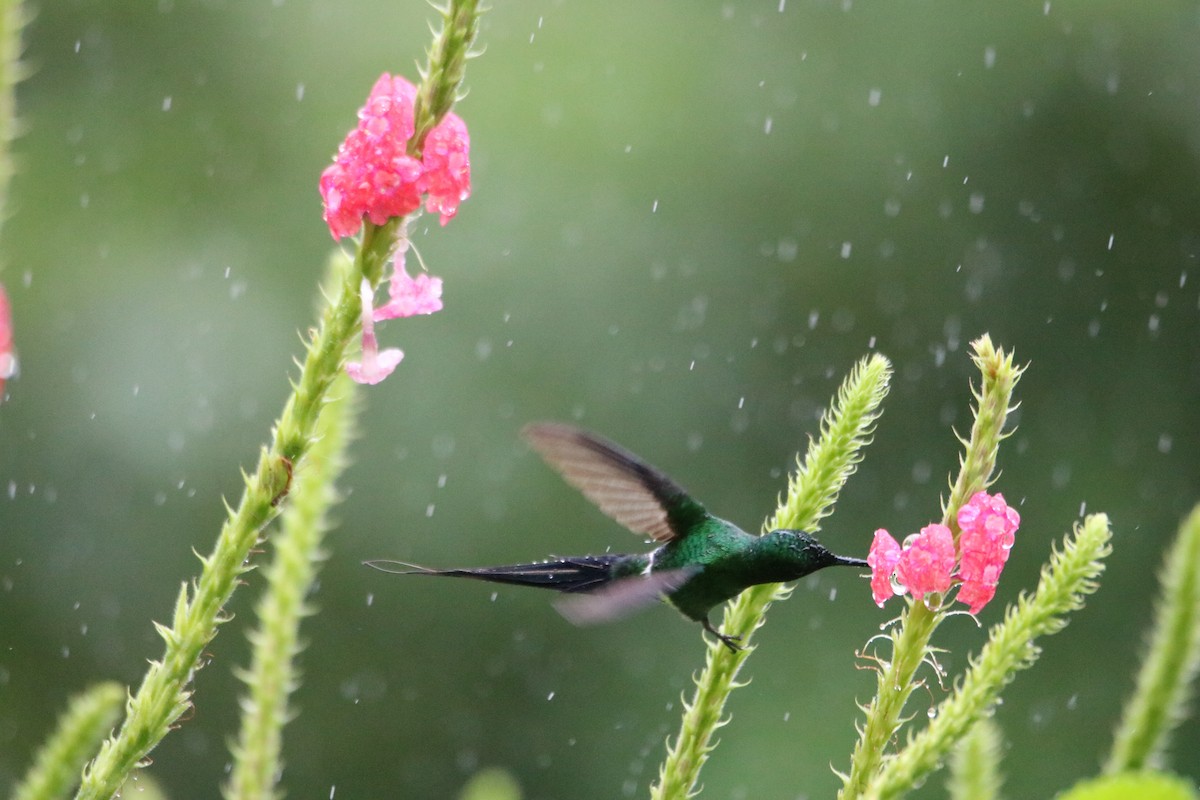 Green Thorntail - ML638399069