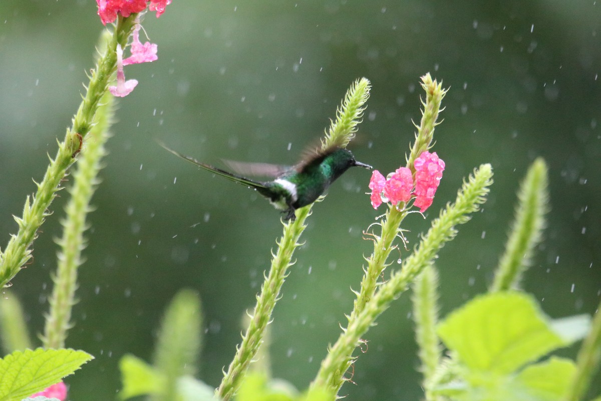 Green Thorntail - ML638399070