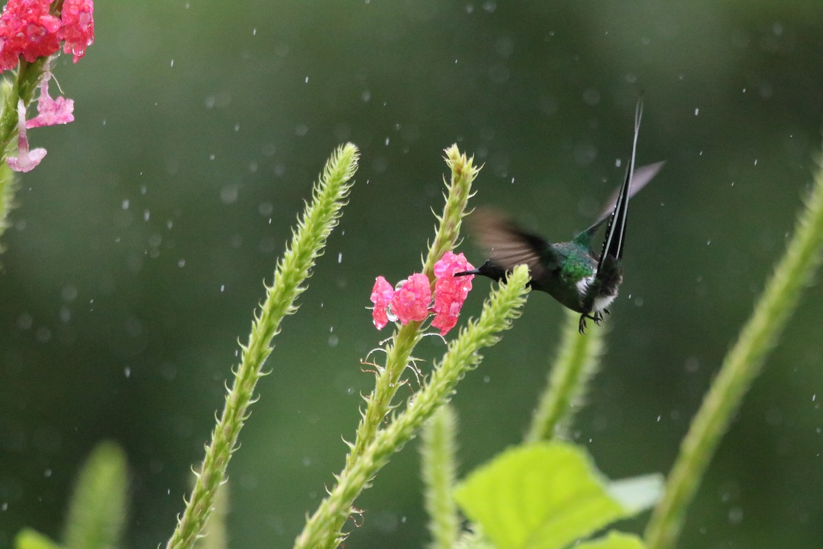 Green Thorntail - ML638399071