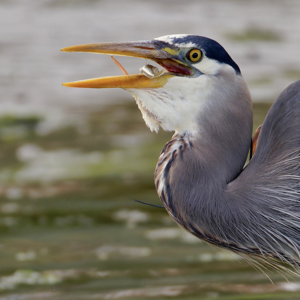 Great Blue Heron - ML638399098