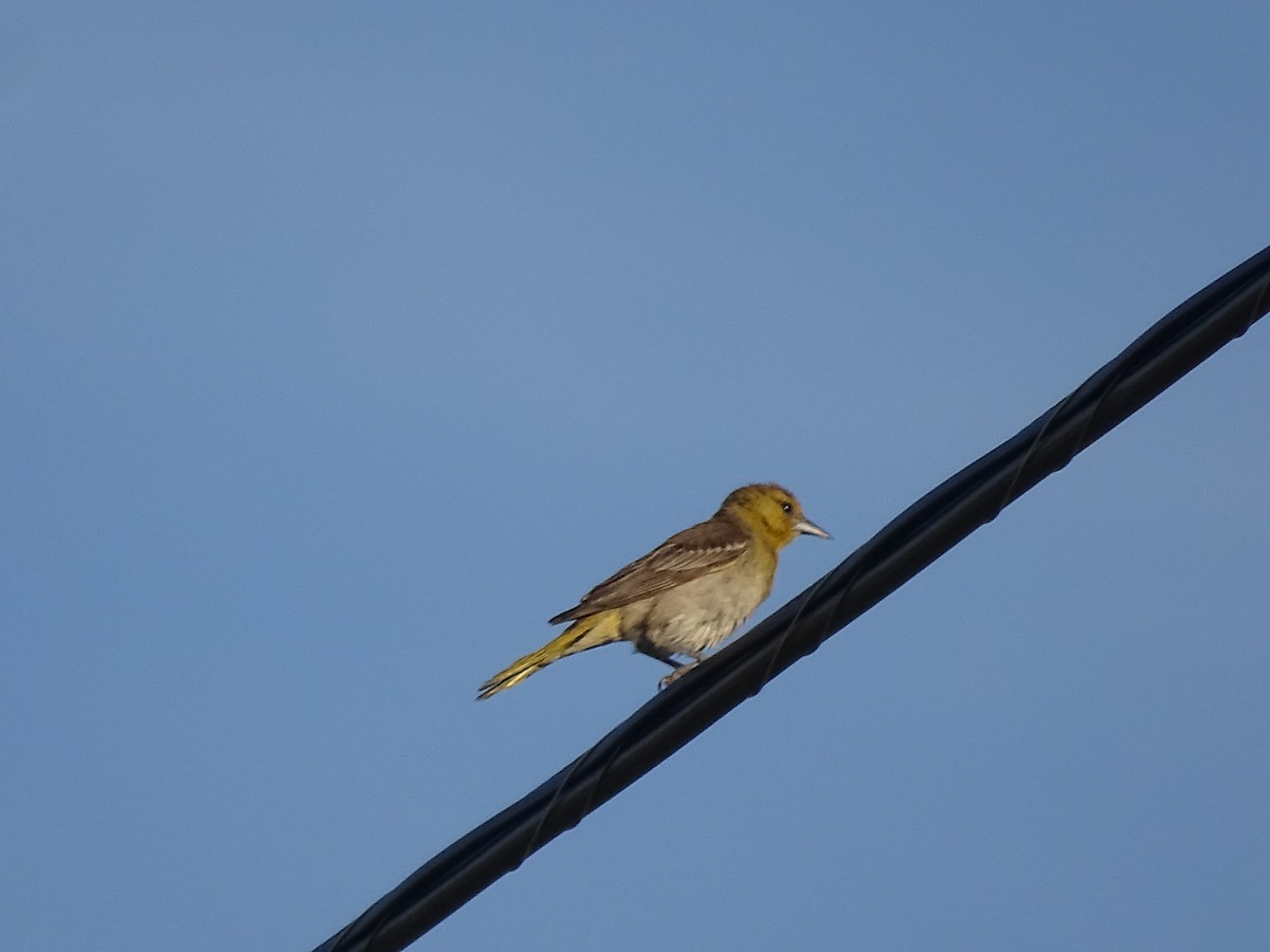 Bullock's Oriole - ML638399214