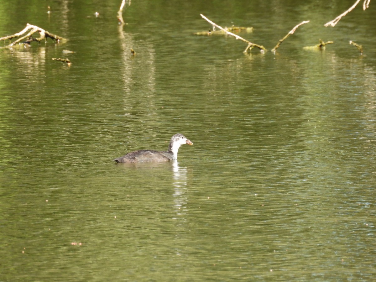 Great Crested Grebe - ML638399220