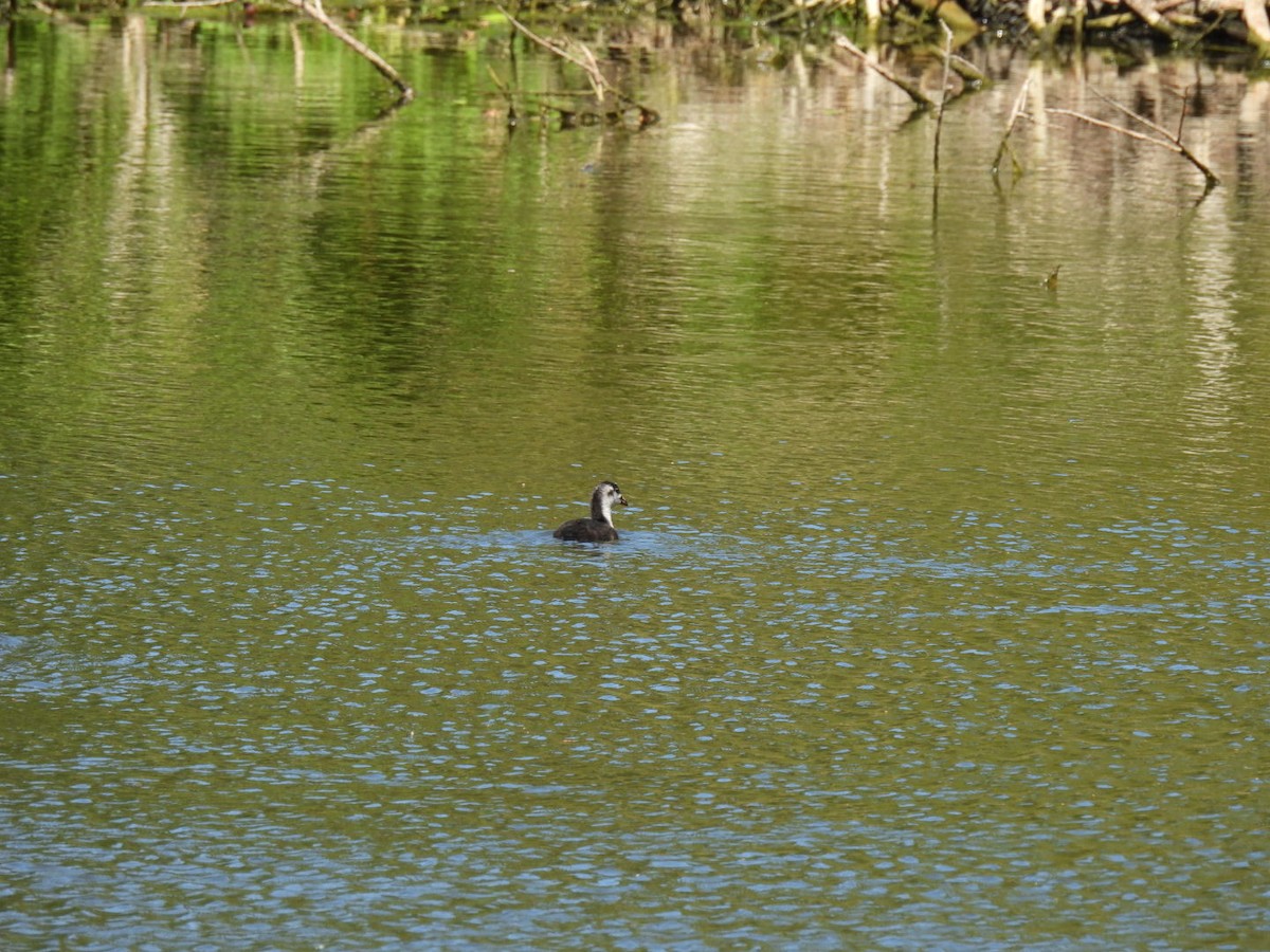 Great Crested Grebe - ML638399221