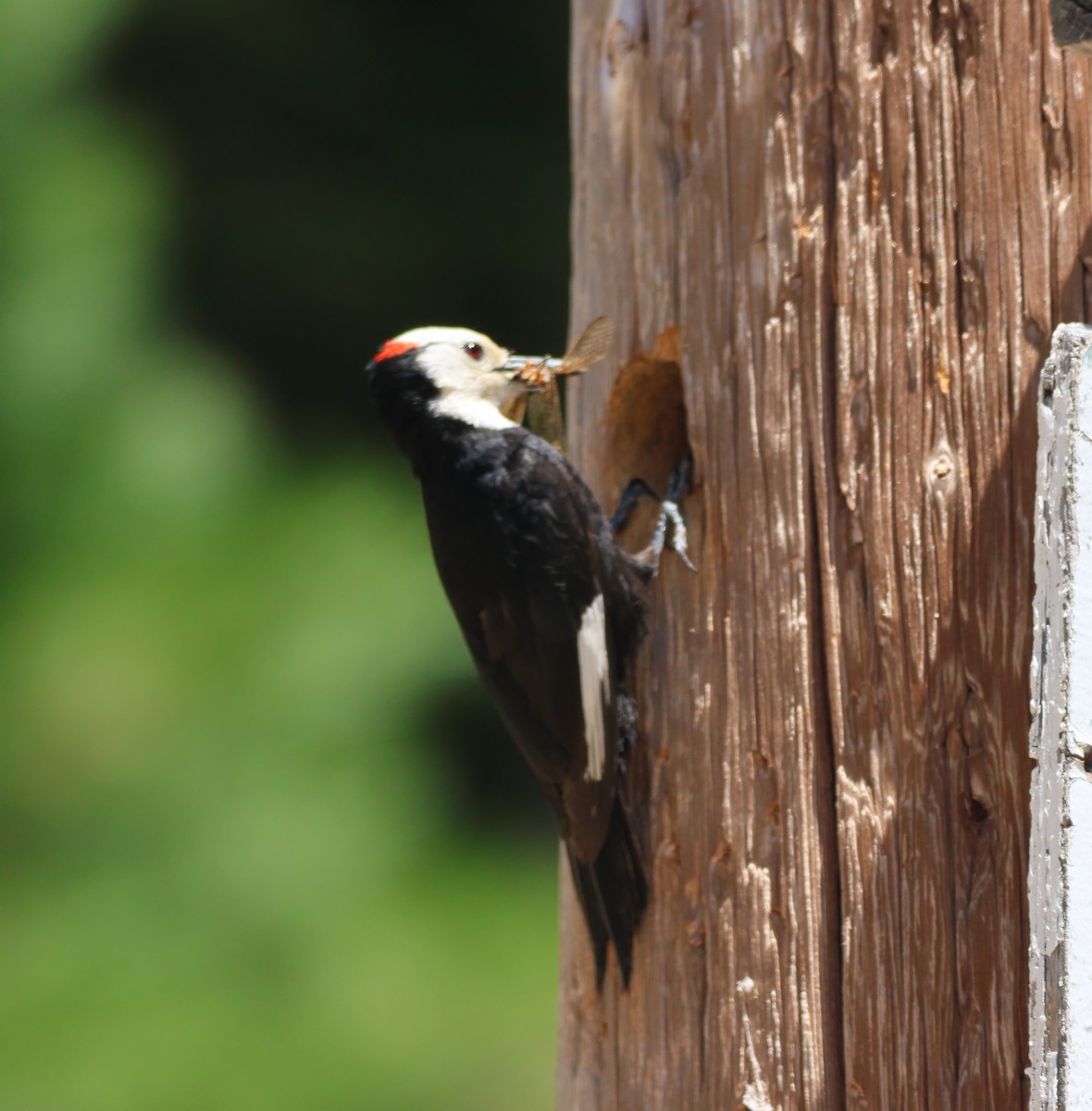 White-headed Woodpecker - ML638399289