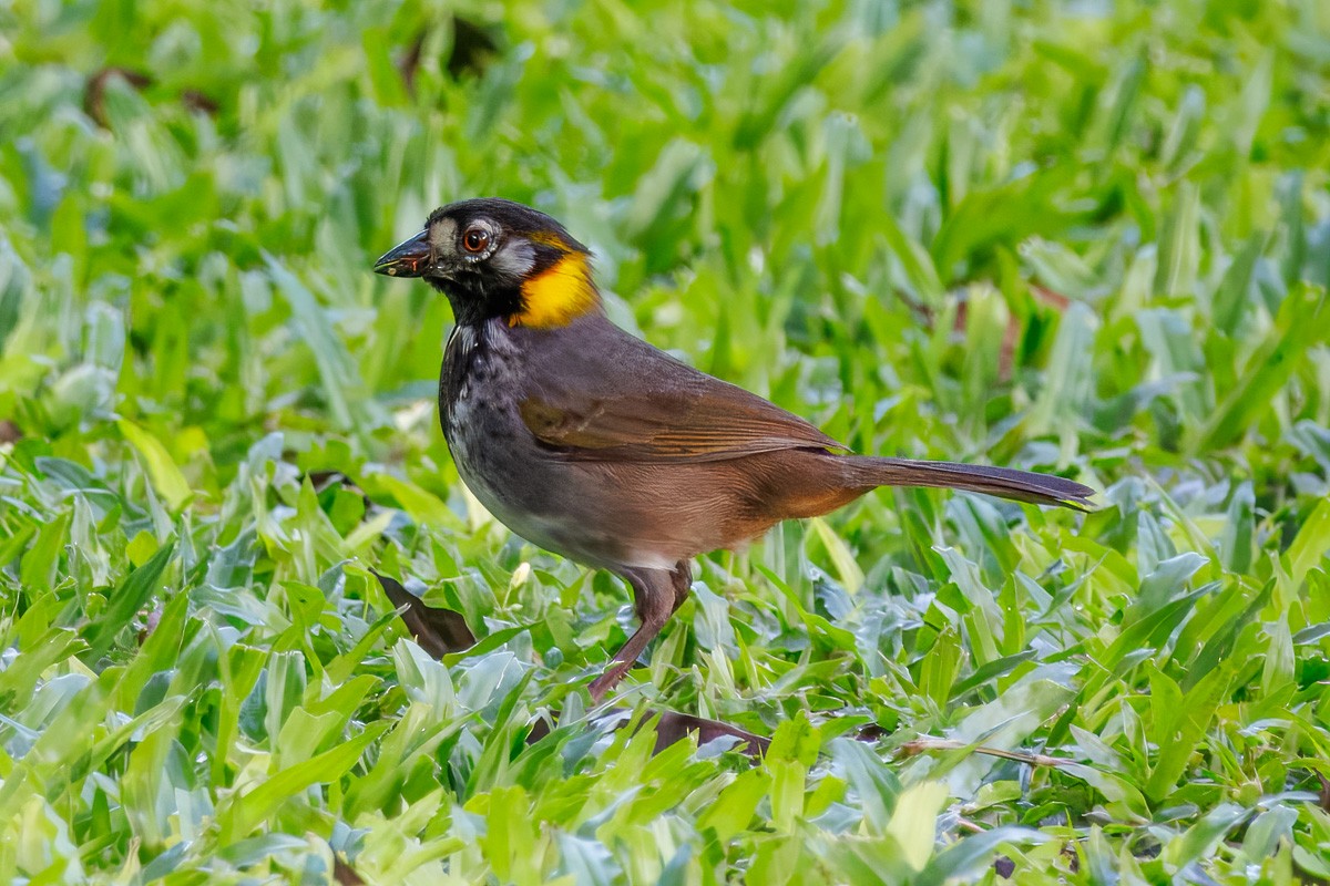 White-eared Ground-Sparrow - ML638399300