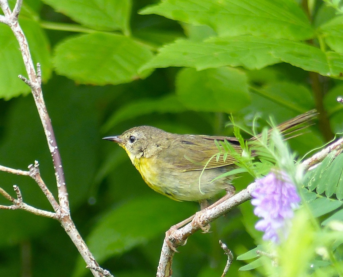 Common Yellowthroat - ML638399306