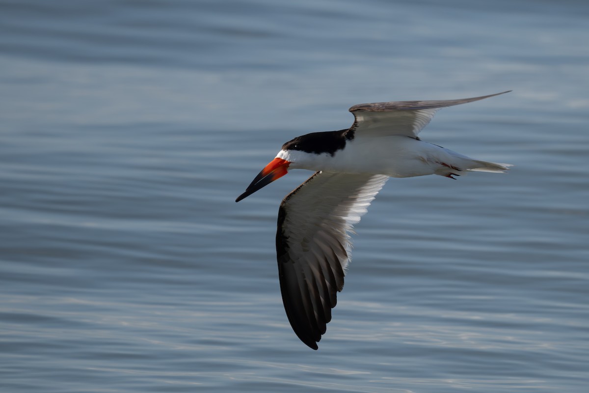 Black Skimmer - ML638399308