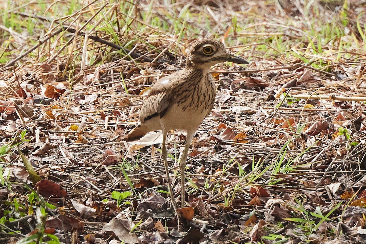 Senegal Thick-knee - ML638399310