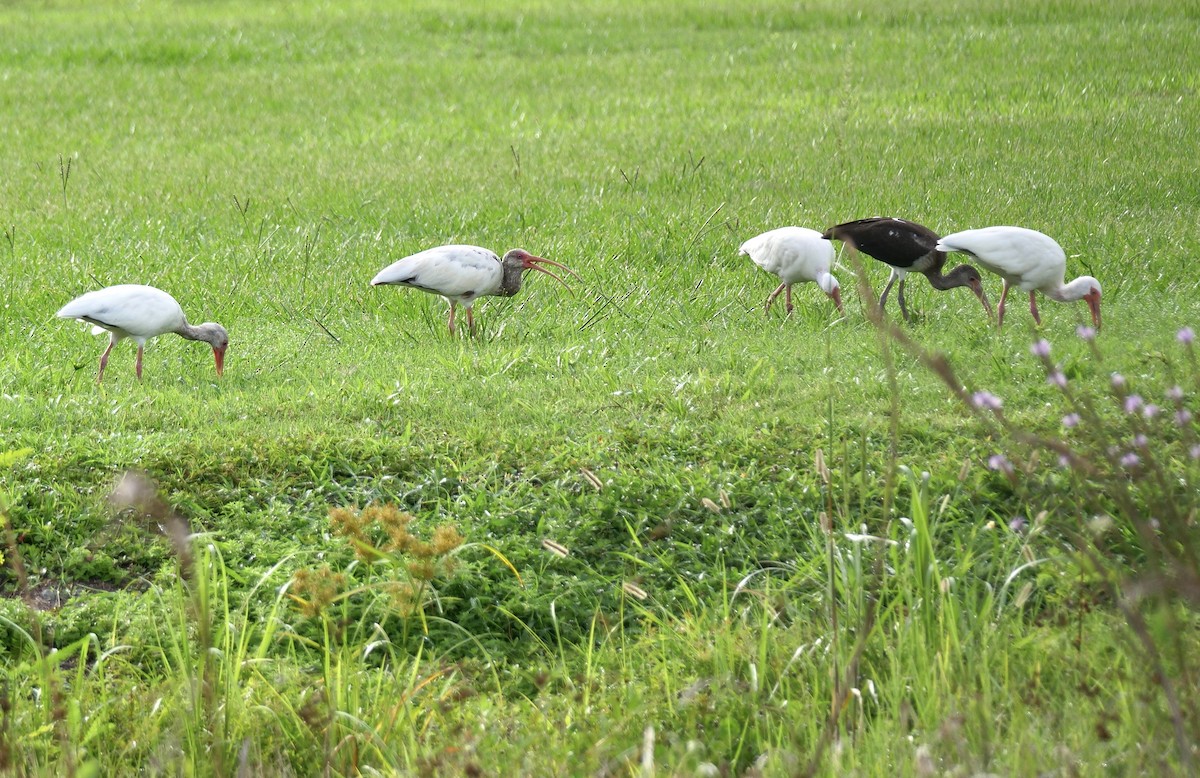 Ibis zuria - ML638399314