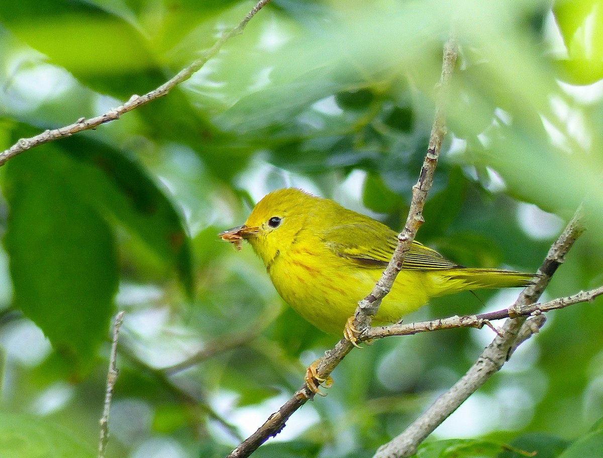 Yellow Warbler - ML638399317