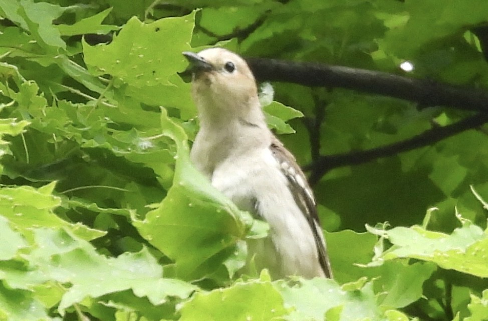 Chestnut-cheeked Starling - ML638399323