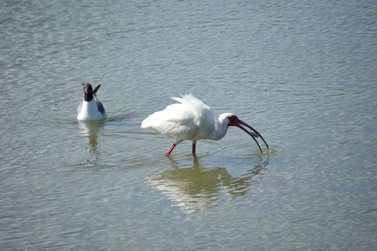Ibis zuria - ML638399325