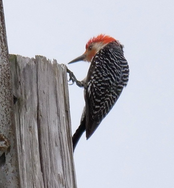 Red-bellied Woodpecker - ML638399332